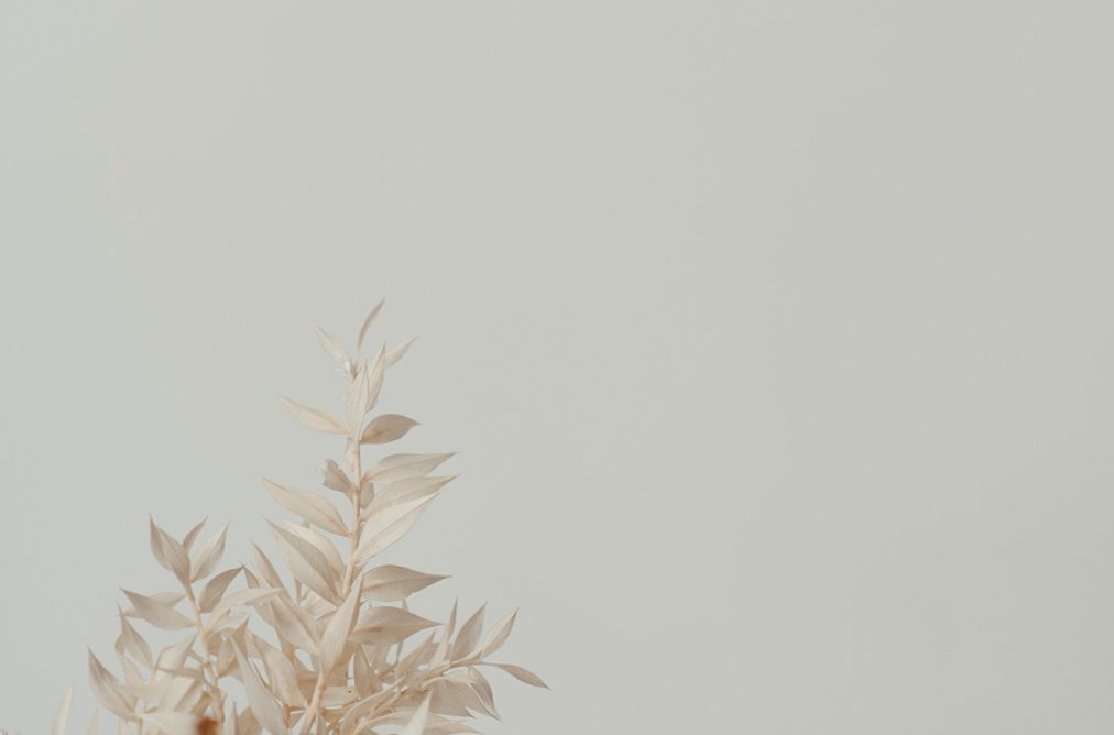 Carolyn-Kulb-Sustainable-Floristry-bleached-botanicals Bleached foliage against a white background