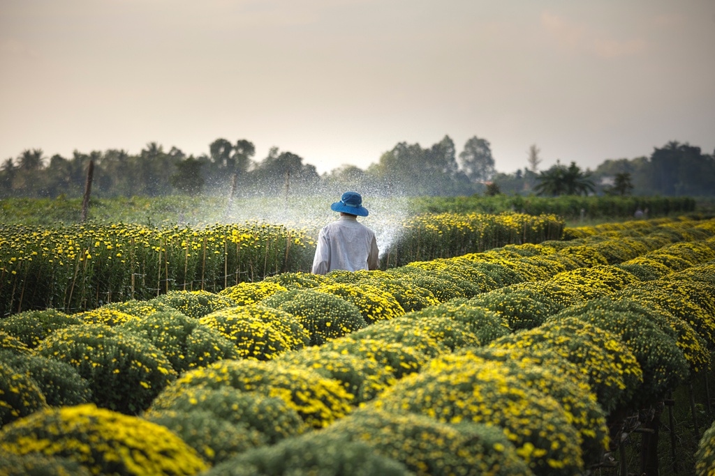 Carolyn-Kulb-Sustainable-Floristry-chemical-use A farmer sprays a crop of flowers with chemicals