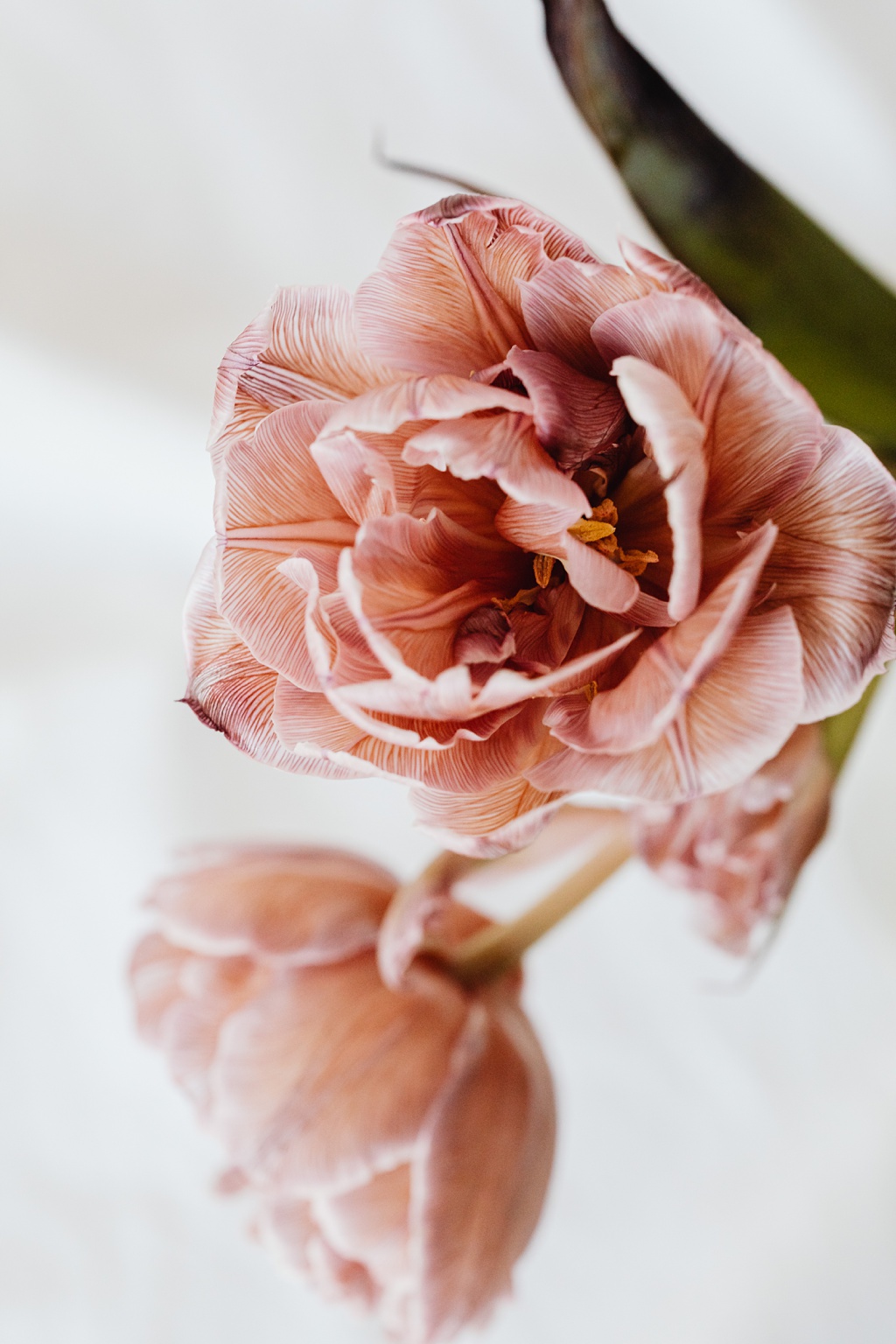 Carolyn-Kulb-Sustainable-Floristry-dyed-tulip-brown A "brownie" tulip marketed by wholesalers that has been dyed