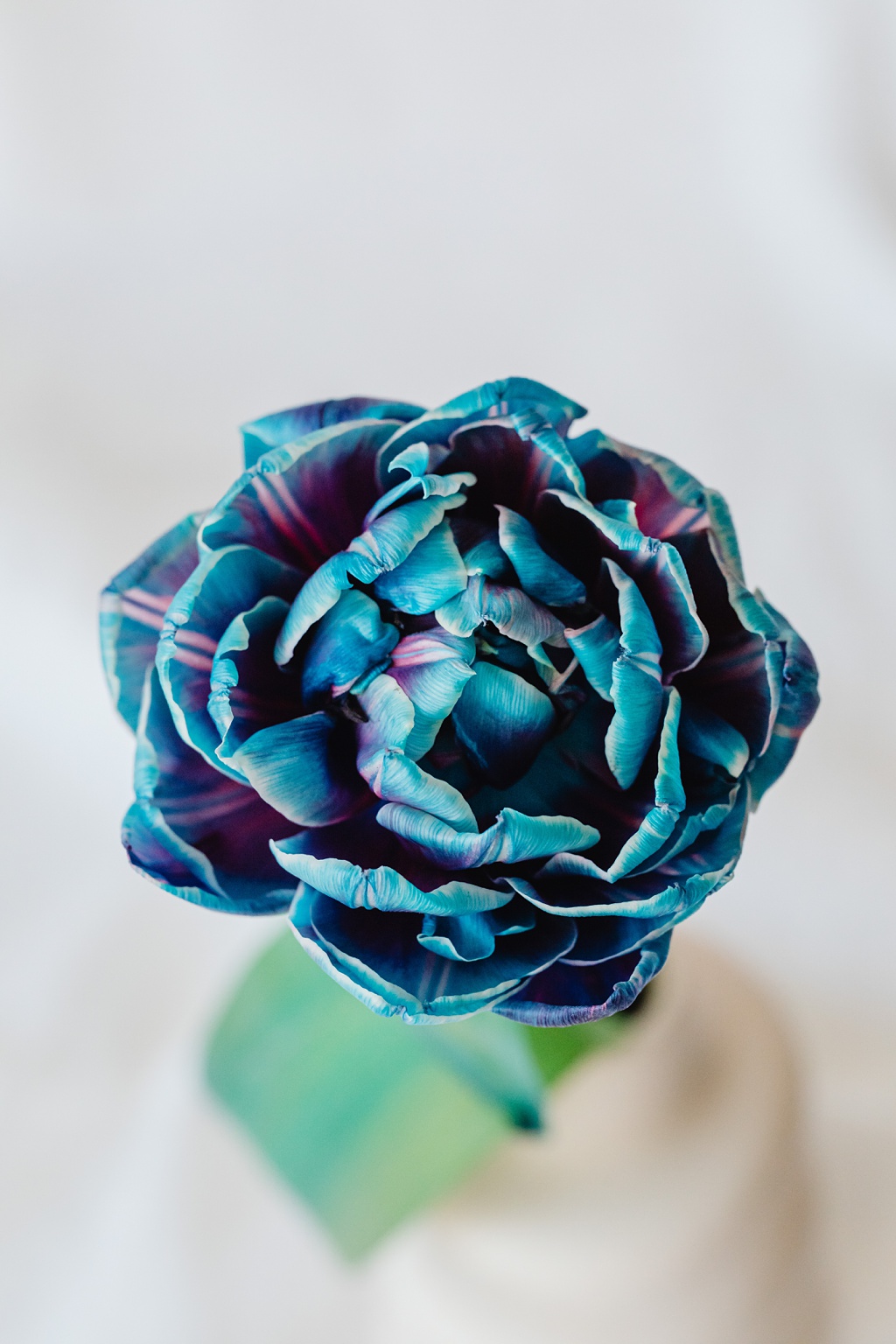 Carolyn-Kulb-Sustainable-Floristry-dyed-tulip-blue A dyed tulip that is an unnatural blue color