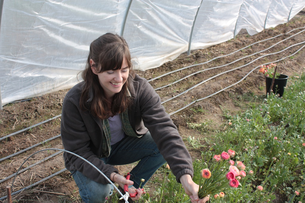 Carolyn-Kulb-Sustainable-Floristry-flower-farmer-Alyssa Flower farmer Alyssa of Sweet Alyssum Farm gathers ranunculus