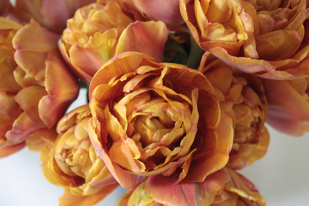 Carolyn-Kulb-Sustainable-Floristry-true-brownie-tulips The true "brownie" tulip, grown in my garden. It's more of a burnt orange shade.